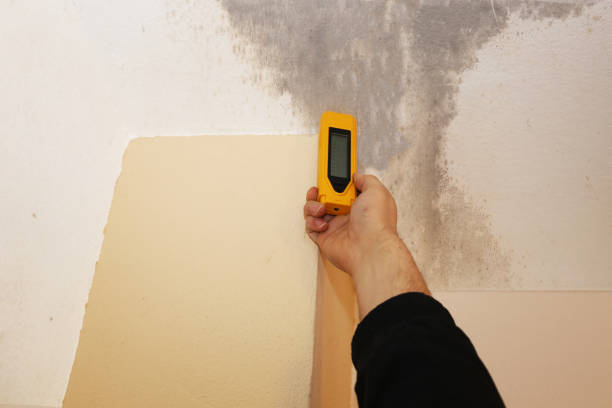 Best Mold Remediation for Rental Properties  in Sundance, WY